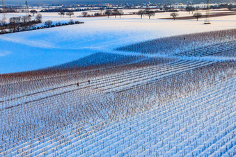 Winter work in the vineyards in the snow in Dierbach in the state Rhineland-Palatinate, Germany