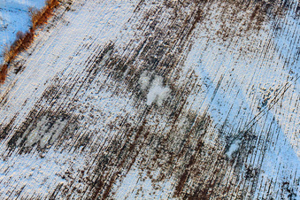 Field in snow in winter in Minfeld in the state Rhineland-Palatinate, Germany