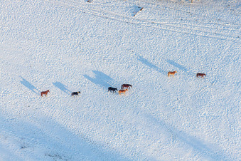 Winter snow-covered structures of a paddock with horses in Neewiller-près-Lauterbourg in the state Bas-Rhin, France