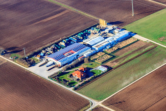 Aerial view of Hortulanushof Vegetable Farming - Dieter Stubenbordt in Zeiskam in the state Rhineland-Palatinate, Germany