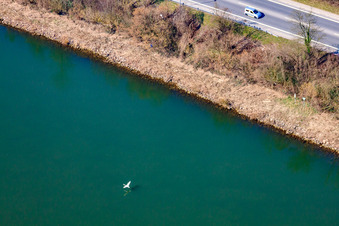 Flying swan over the Neckar in the district Neckarwimmersbach in Eberbach in the state Baden-Wuerttemberg, Germany