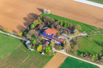 Schwalbenhof Leopold, in the cornfield in Möglingen in the state Baden-Wuerttemberg, Germany