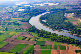 Altlußheimer Altrhein at the Speyer Rhine curve in Speyer in the state Rhineland-Palatinate, Germany