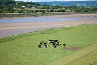 Herd of calves in front of the dyke at the mouth of the River Severn near Framilode in the district Upper Framilode in Newnham in the state England, Vereinigtes Königreich