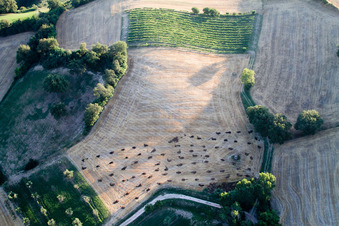 Trees in a field in Marche, Italy