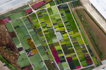 Nursery flower cultivation perennial borders in Bigguro in Castiglion Fiorentino in the state Arezzo, Italy