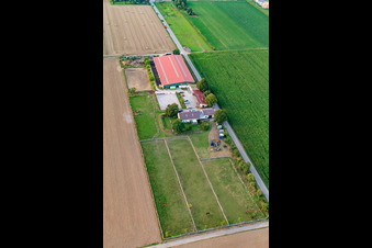Foal farm in Steinweiler in the state Rhineland-Palatinate, Germany