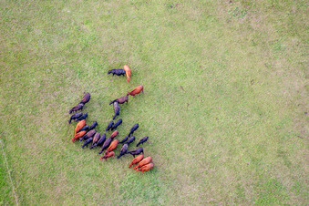 Grass area-structures meadow pasture with cattle - herd bei Minfeld in the state Rhineland-Palatinate, Germany