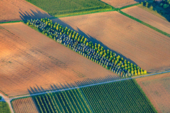 Tree planting at a tree nursery at Riedgraben in Essingen in the state Rhineland-Palatinate, Germany