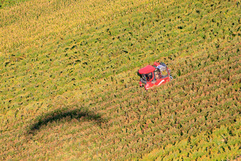 Full harvest during the grape harvest in Niederotterbach in the state Rhineland-Palatinate, Germany