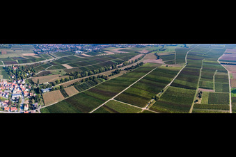 Vineyards between Birnbach and Schleidgraben in Landau in der Pfalz in the state Rhineland-Palatinate, Germany