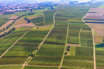 Aerial view of Vineyards between Birnbach and Schleidgraben in Landau in der Pfalz in the state Rhineland-Palatinate, Germany