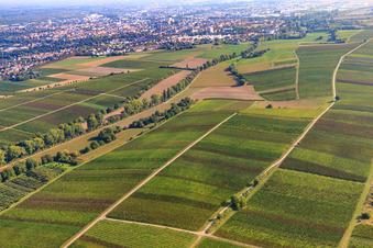 Aerial photograpy of Vineyards between Birnbach and Schleidgraben in Landau in der Pfalz in the state Rhineland-Palatinate, Germany