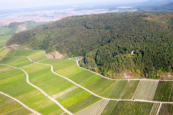Vineyard paradise on the slope of the Bullenheim mountain in the district Bullenheim in Ippesheim in the state Bavaria, Germany