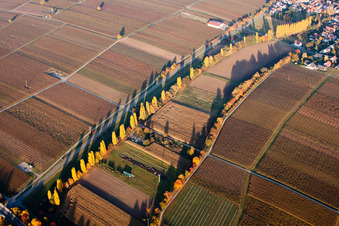 Autumnly Rows of trees on a wine yard in Knoeringen in the state Rhineland-Palatinate