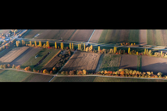 Aerial view of Panoramic perspective Row of trees on a country road on a field edge in Roschbach in the state Rhineland-Palatinate, Germany