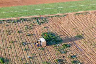 Working to the harvesting of lettuce with harvesters on agricultural field rows in Essingen in the state Rhineland-Palatinate