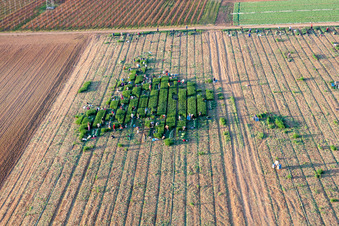 Aerial view of Working to the harvesting of lettuce with harvesters on agricultural field rows in Essingen in the state Rhineland-Palatinate