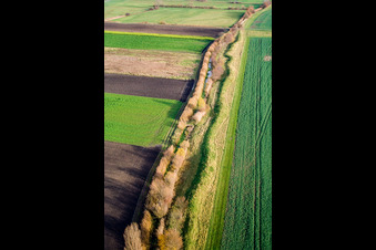 Willows at Kohlbachgraben in Hockenheim in the state Baden-Wuerttemberg, Germany