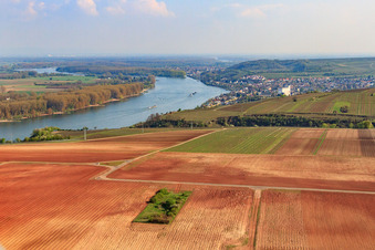 Rhine at Nierstein in Nierstein in the state Rhineland-Palatinate, Germany