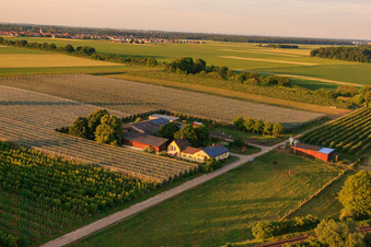 Asparagus and Obsthof Gensheimer in Steinweiler in the state Rhineland-Palatinate, Germany out of the air