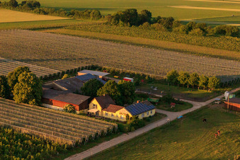 Asparagus and Obsthof Gensheimer in Steinweiler in the state Rhineland-Palatinate, Germany seen from above