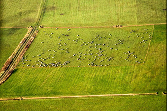 Sheep pasture in Offenbach an der Queich in the state Rhineland-Palatinate, Germany