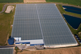 Aerial photograpy of Glass roof surfaces in the greenhouse for vegetable growing ranks of von Thanet Earth in England, United Kingdom