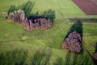 Two groups of trees with shadow forming by light irradiation on a field in the district Eckel in Freimersheim (Pfalz) in the state Rhineland-Palatinate