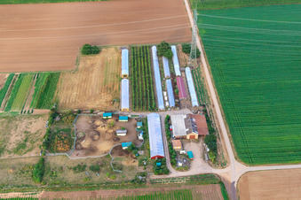 Vegetable fields in Schwegenheim in the state Rhineland-Palatinate, Germany
