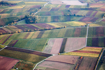 Autumn coloured Fields of wine cultivation landscape in the district Heuchelheim in Heuchelheim-Klingen in the state Rhineland-Palatinate