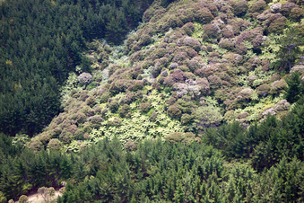 Oblique view of District Preece Point in Coromandel in the state Waikato, New Zealand