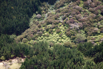 District Preece Point in Coromandel in the state Waikato, New Zealand out of the air