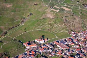 Vineyard, above the castle in the district Neuweier in Baden-Baden in the state Baden-Wuerttemberg, Germany