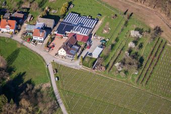 Aerial photograpy of Kopp Winery in the district Ebenung in Sinzheim in the state Baden-Wuerttemberg, Germany