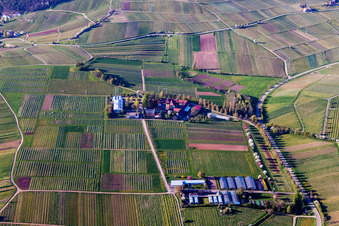 Aerial photograpy of Building complex of the Institute Julius Kuehn Rebforschungsanstalt Geilweilerhof in Siebeldingen in the state Rhineland-Palatinate, Germany