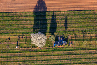 Garden plot with flowering cherry tree between rows of vines in Großfischlingen in the state Rhineland-Palatinate, Germany