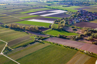 Oblique view of Kleinfischlingen in the state Rhineland-Palatinate, Germany