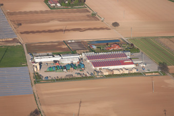 Stubenbordt GmbH & Co. KG / Dieter Stubenbordt Vegetable Cultivation in Zeiskam in the state Rhineland-Palatinate, Germany