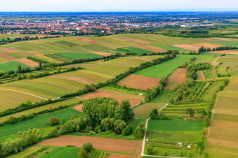 Vineyard Hiking Trail Impflingen in the district Mörzheim in Landau in der Pfalz in the state Rhineland-Palatinate, Germany
