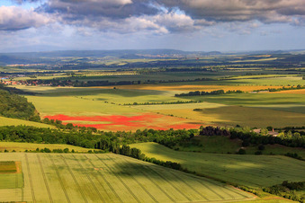 Poppies in grain fields in Ballenstedt in the state Saxony-Anhalt, Germany