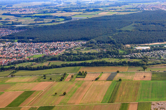 Mhou ostrich farm at the leisure center in Rülzheim in the state Rhineland-Palatinate, Germany