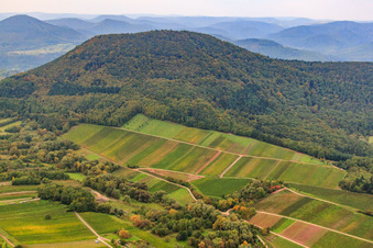 Vineyards under the Hohenberg in Birkweiler in the state Rhineland-Palatinate, Germany