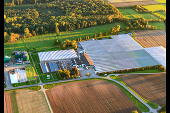 Greenhouses of Rudolf Sinn Jungpflanzen GmbH & Co. KG in the district Niederlustadt in Lustadt in the state Rhineland-Palatinate, Germany
