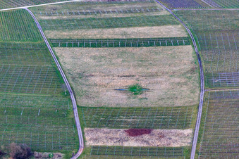 Aerial photograpy of Cleared vineyard in Ilbesheim bei Landau in the state Rhineland-Palatinate, Germany