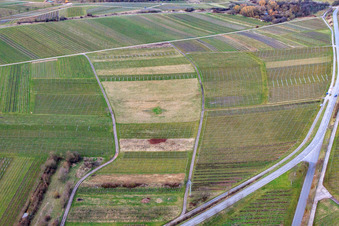 Oblique view of Cleared vineyard in Ilbesheim bei Landau in the state Rhineland-Palatinate, Germany