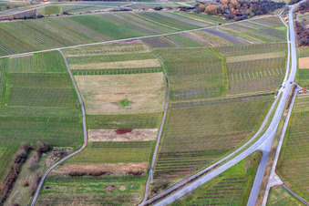 Cleared vineyard in Ilbesheim bei Landau in the state Rhineland-Palatinate, Germany from above