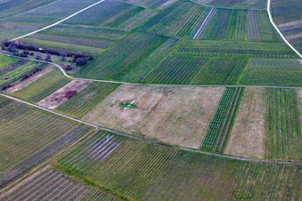 Cleared vineyard in Ilbesheim bei Landau in the state Rhineland-Palatinate, Germany from the plane