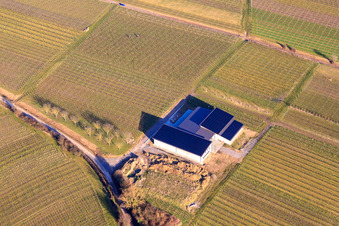 Weingut Cuntz Sonnenhof in winter in the bare vines in the district Rechtenbach in Schweigen-Rechtenbach in the state Rhineland-Palatinate, Germany