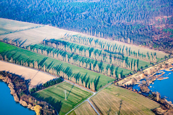 Rows of poplars between fields in Durmersheim in the state Baden-Wuerttemberg, Germany